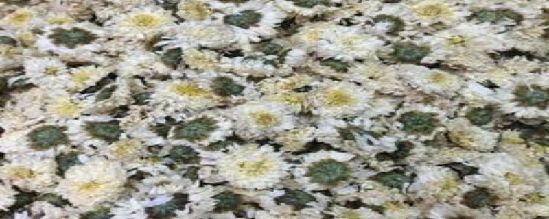 贡菊花种植注意事项