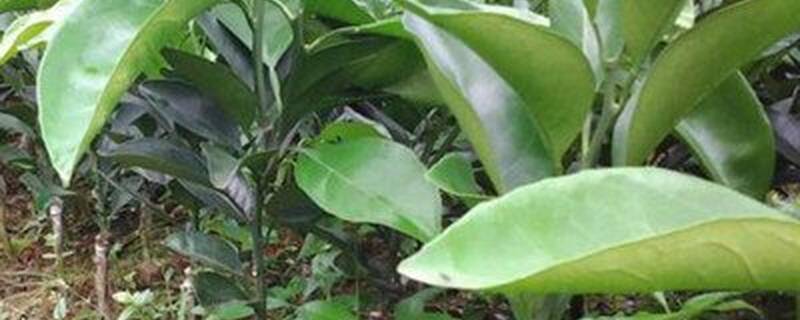 嫁接果树几年可以挂果