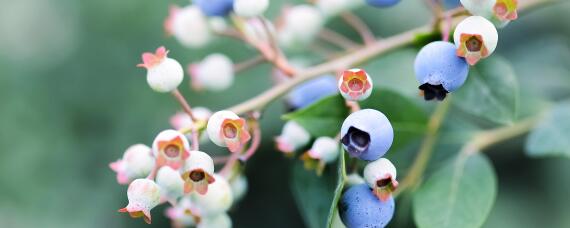 不伤蓝莓果树的除草剂