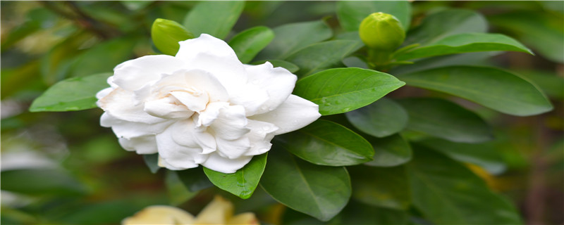 栀子花怎么施肥