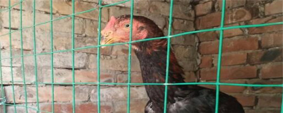 中原斗鸡和越南斗鸡的区别