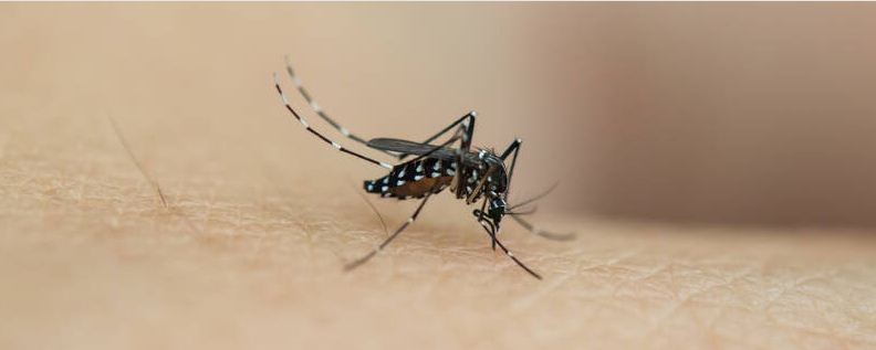 蚊子怕什么花气味