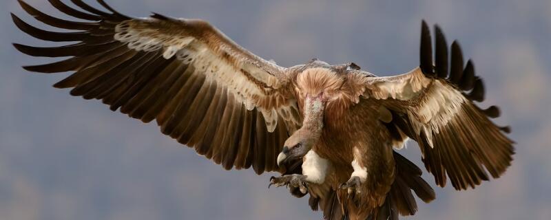 鹰是哺乳动物吗