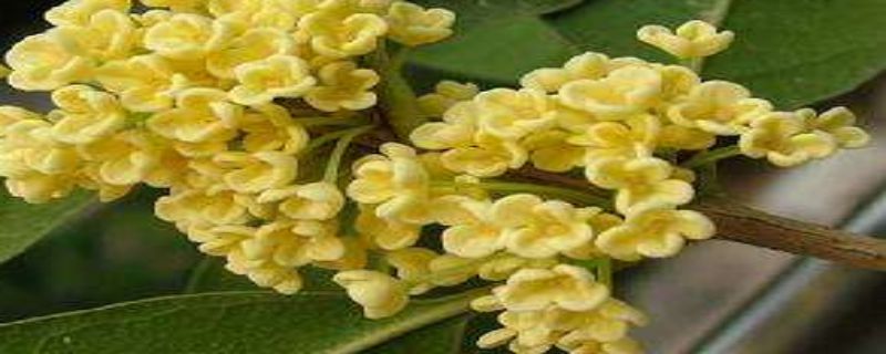 天香台阁种植注意事项