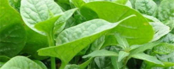 木耳菜的催芽方法