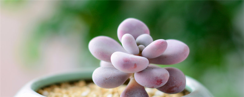 新种植多肉注意事项