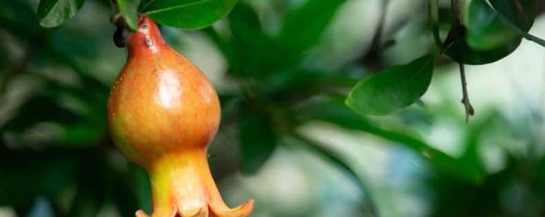 石榴种植气候条件