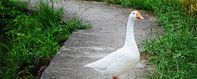 鹅的养殖周期