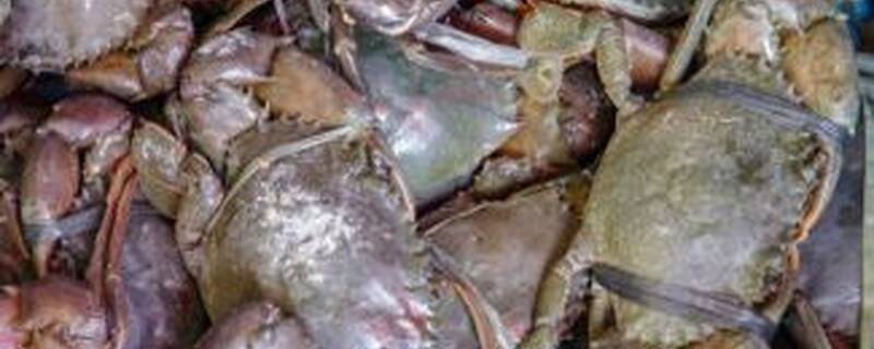 大闸蟹养殖周期