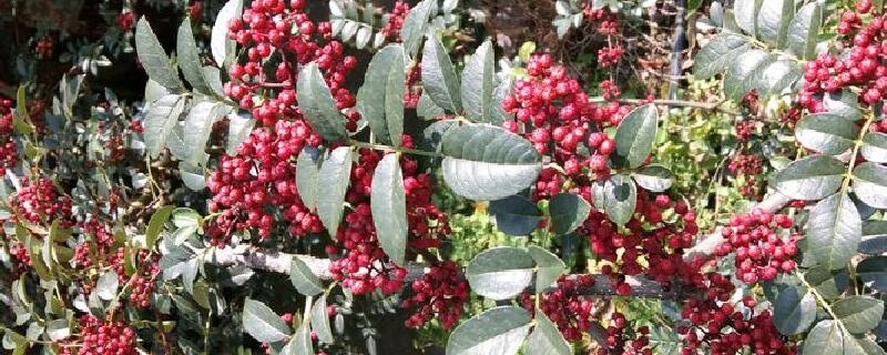 花椒苗几年结果