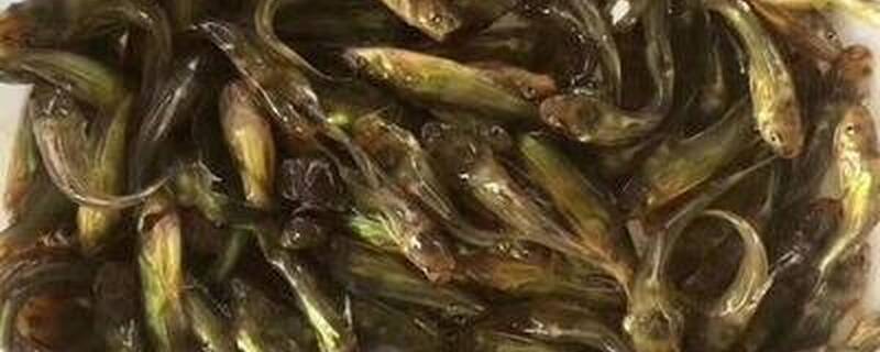 黄辣丁养殖周期