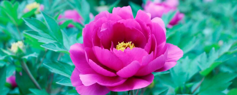 洋牡丹种植注意事项