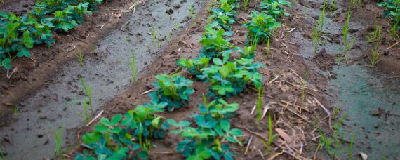 花生苗期病害有哪些