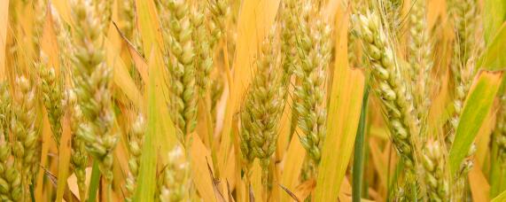 小麦黄花叶病用什么药