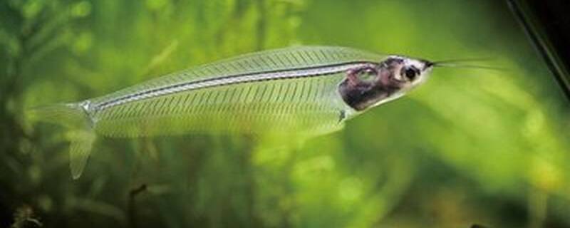 玻璃猫和什么混养