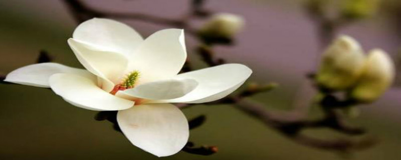 概括玉兰花的特点