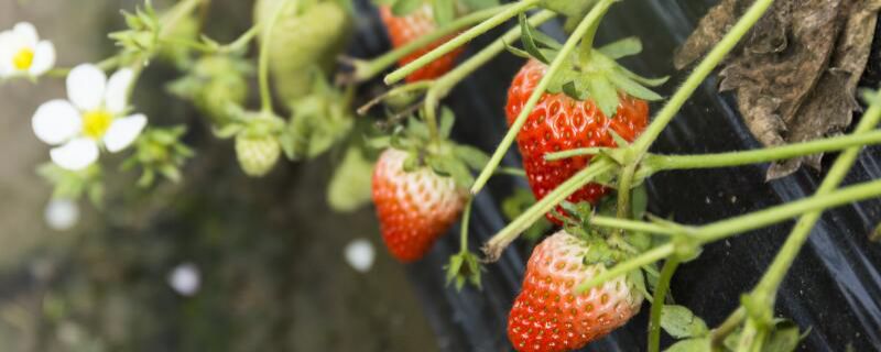 草莓种植类注意事项