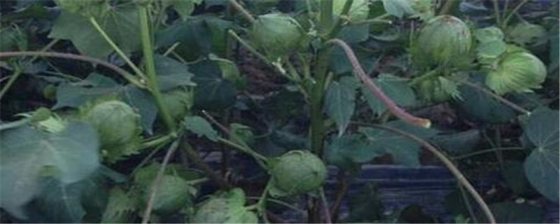 懒汉棉花的种植方法