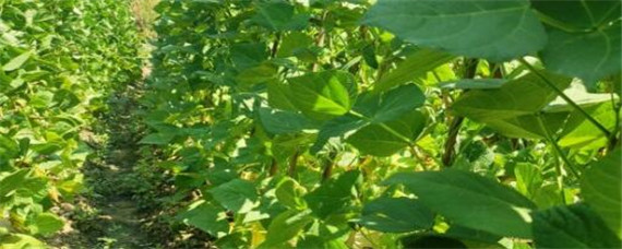 四季豆用哪种肥追肥