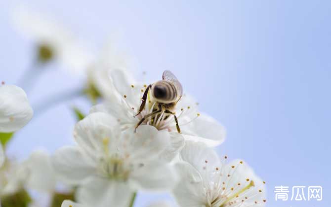 蜜蜂