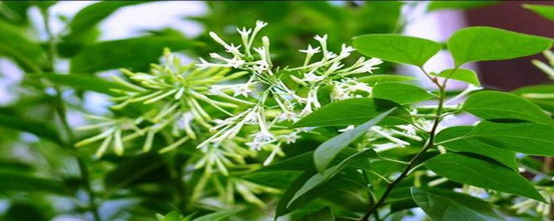 夜香花种植注意事项