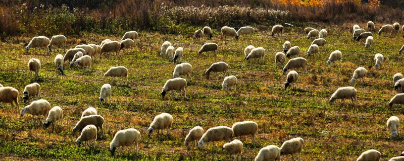 羊的繁殖期是几个月