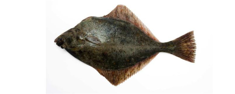 鲽鱼和多宝鱼的区别