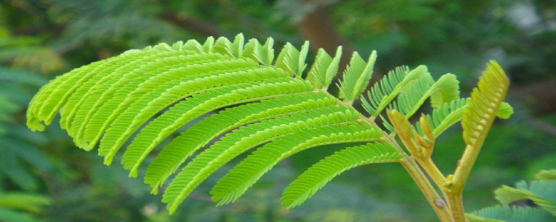 含羞草种植注意事项