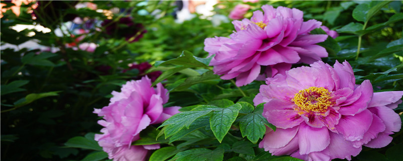 牡丹盆栽的栽培技术