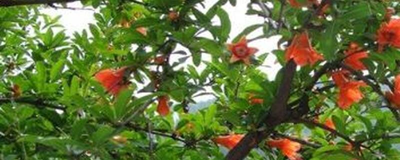 石榴树开花后多久挂果