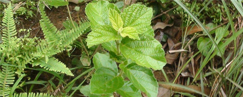 种植草药的注意事项