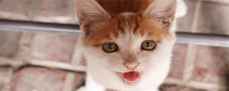 猫狗怕什么气味