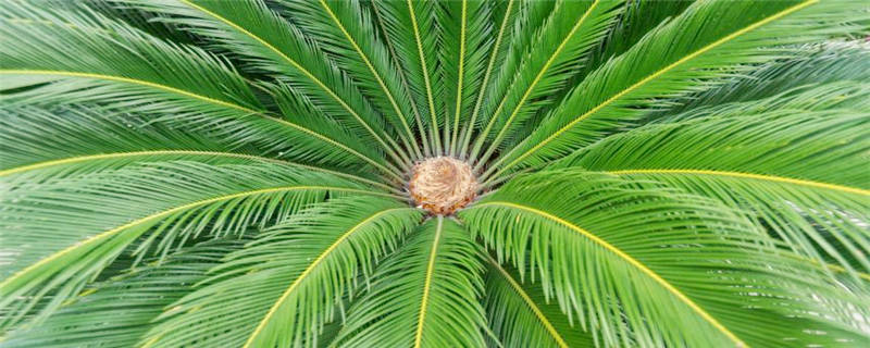 铁树种植方法注意事项