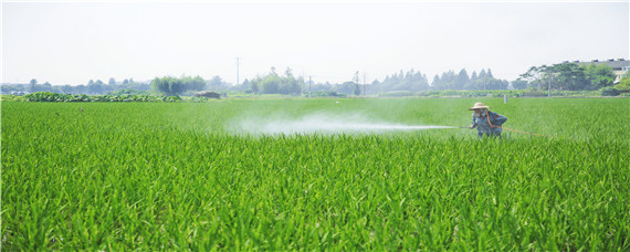 水稻打完除草隔多久追肥