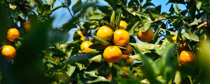 春季果树种植注意事项