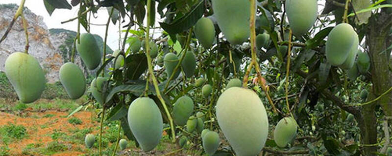 芒果树什么时候嫁接合适