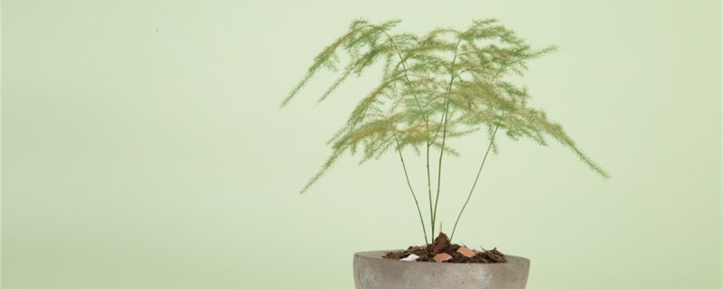 种植文竹的注意事项