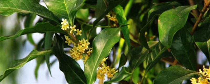 桂花树施复合肥的分量