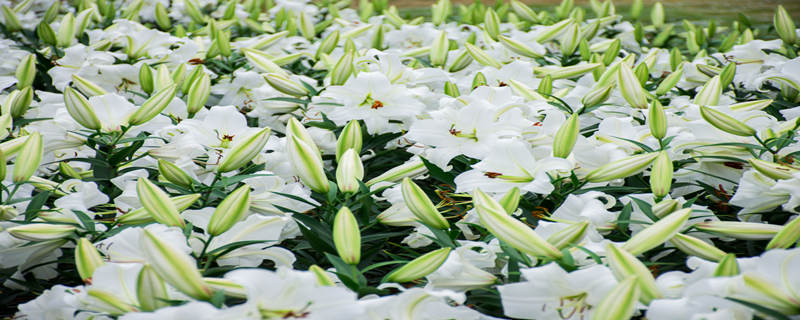 百合花的特点