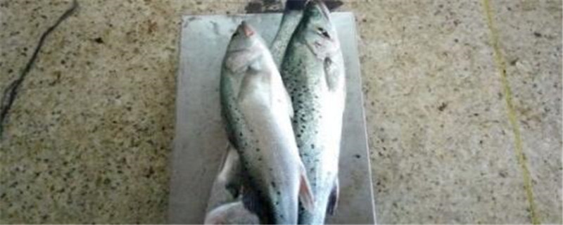 海鲈鱼是养殖的还是野生的