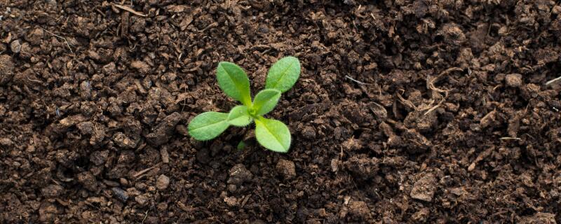 东北平原土壤肥沃原因