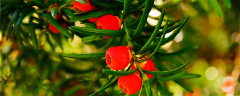 红豆杉的病害怎么治