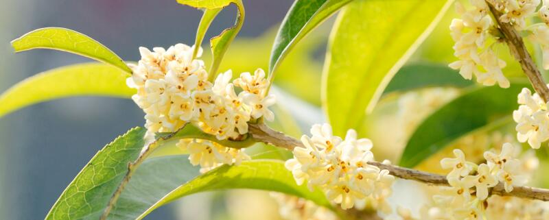 室内桂花多久浇一次水
