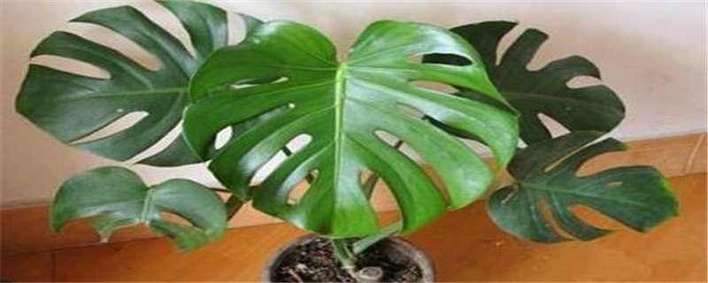 背龟竹怎么施肥