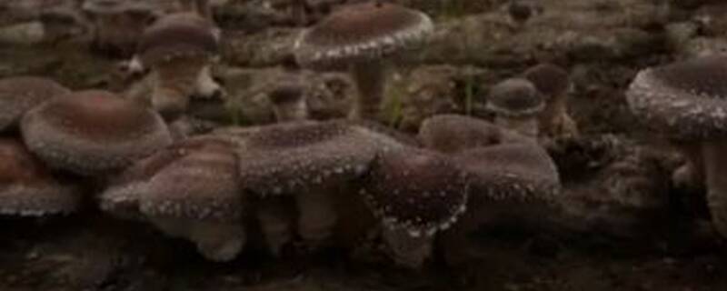 夏菇种植与管理方法