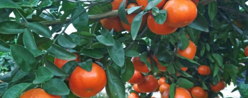 广西沃柑种植注意事项