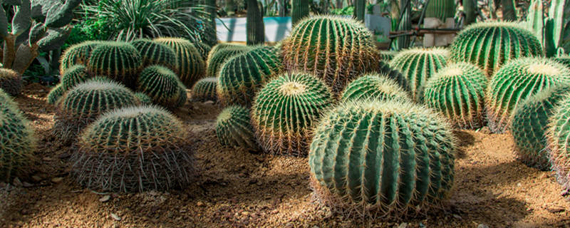 仙人球冬天怎么浇水