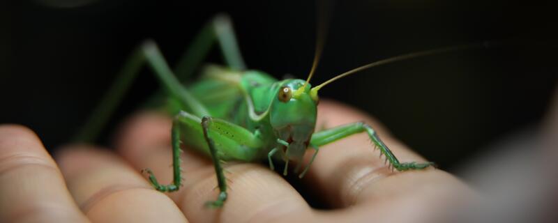 蝈蝈不吃东西怎么办