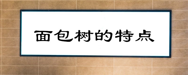面包树的特点