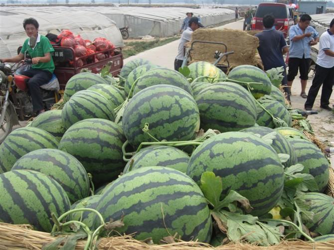 中国最好吃的七大西瓜产地在哪里